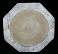 Fossil Goniatite & Orthoceras Tray/Platter #22857-2